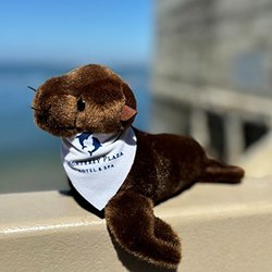 Sea Lion Stuffed Animal